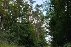 IMG_20250617_093531