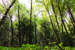 IMG_20250617_104748