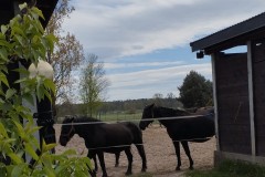 IMG_20260430_150730
